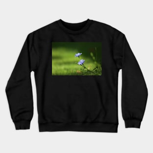 Chicory Crewneck Sweatshirt